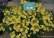 The Goldstar is a new variety added to the Bacopa assortment, a novely not having the rooting problems its predecessors had.